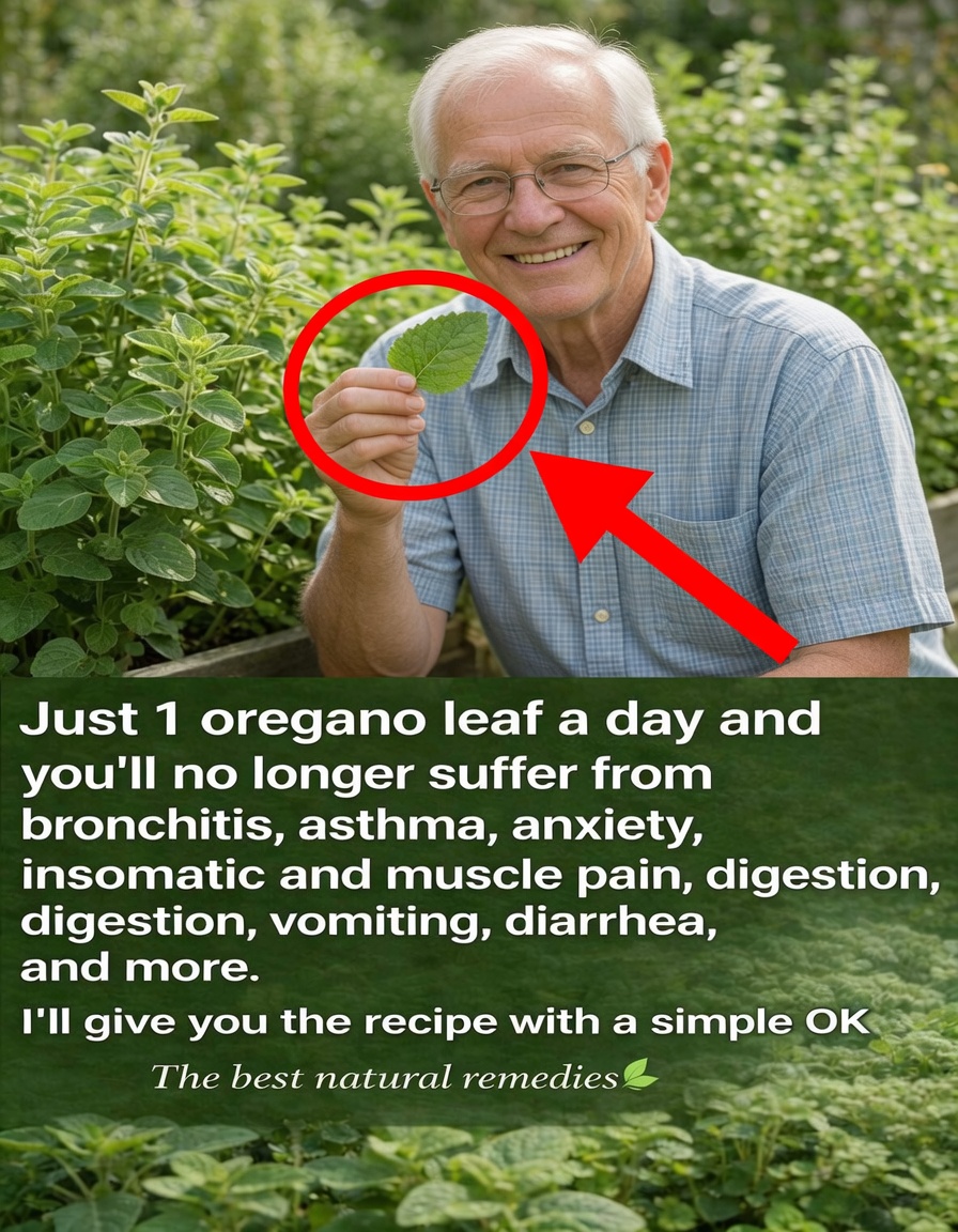One Leaf a Day: The Hidden Power of Oregano Orejon