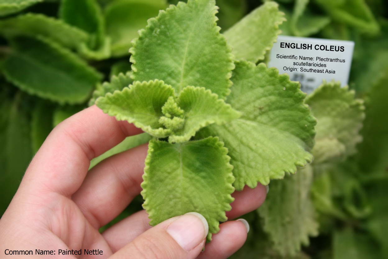 One Leaf a Day: The Hidden Power of Oregano Orejon