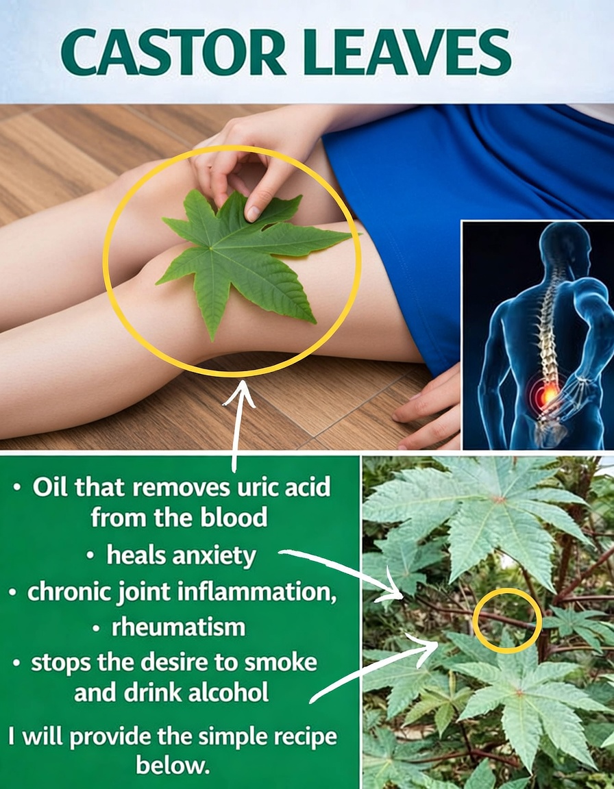 Castor Oil: Health Benefits & How to Use It for Hair