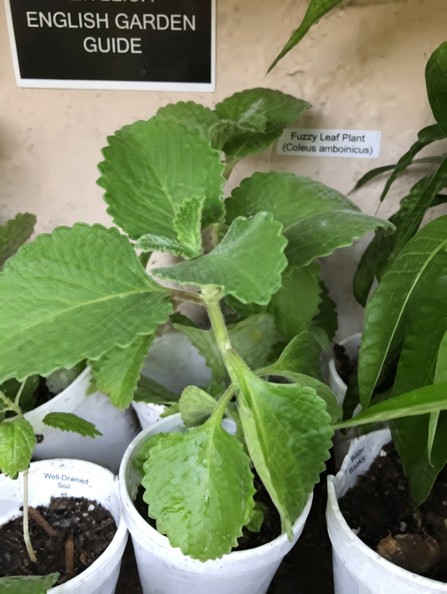 The Natural Remedy That’s Changing Eye Care: Clearer Vision Without Relying on Glasses?