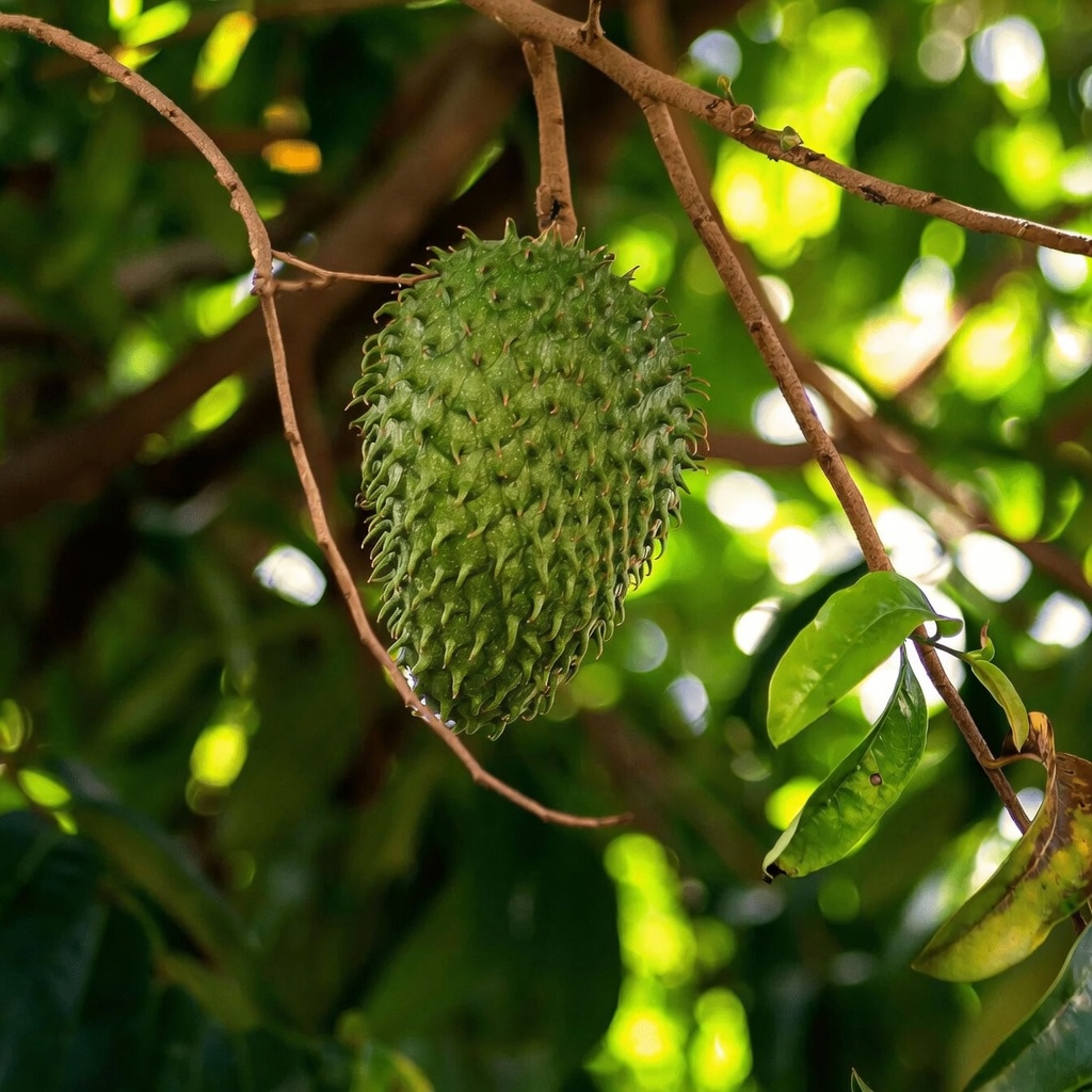 The Leaf Everyone Is Talking About: Exploring Soursop Leaves and Their Potential Role in Wellness