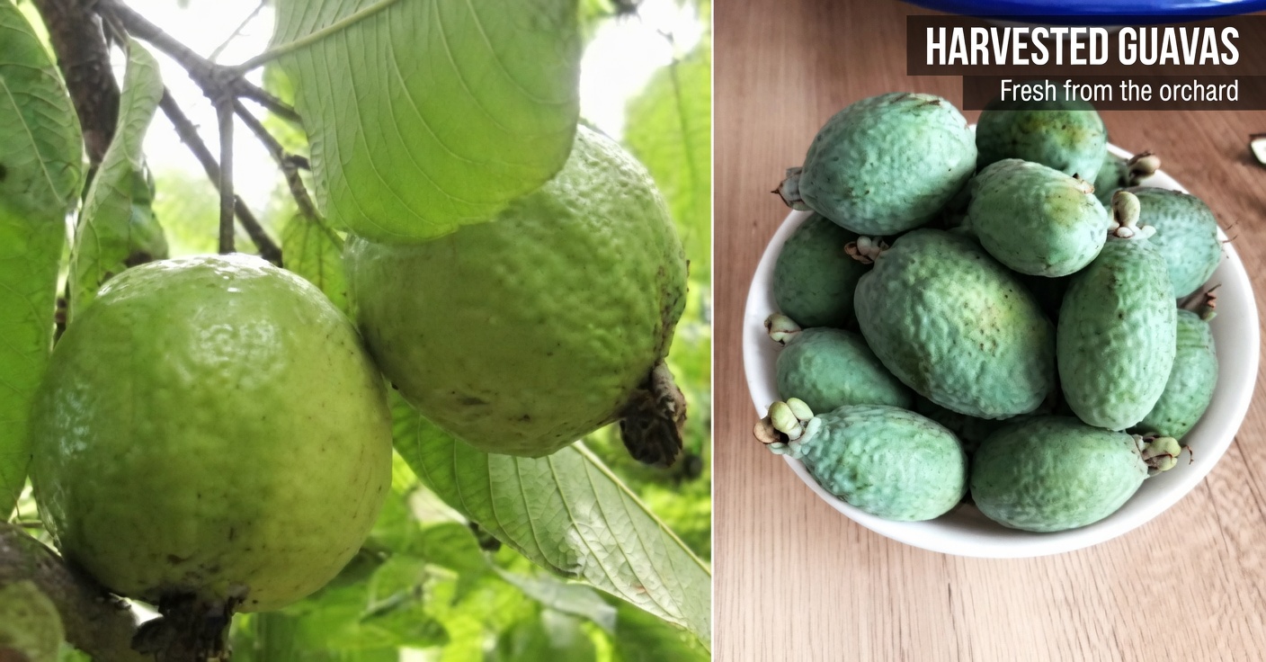 How to Use Guava to Treat Eye Problems — Natural Remedies for the Eyes After Age 40