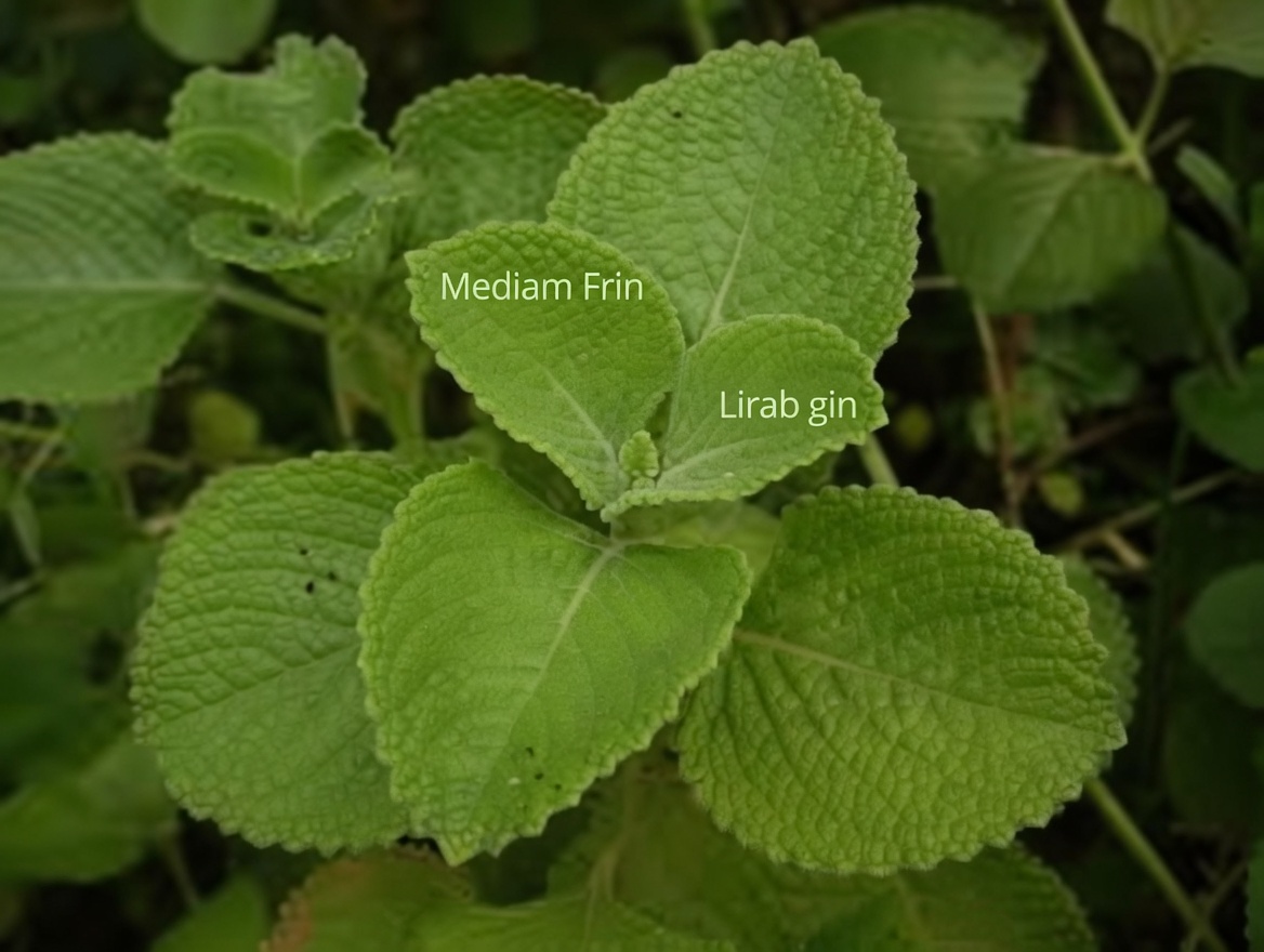 Discover Oregano Orejón: The Little-Known Herb That May Help Support Healthy Eyesight in Daily Life