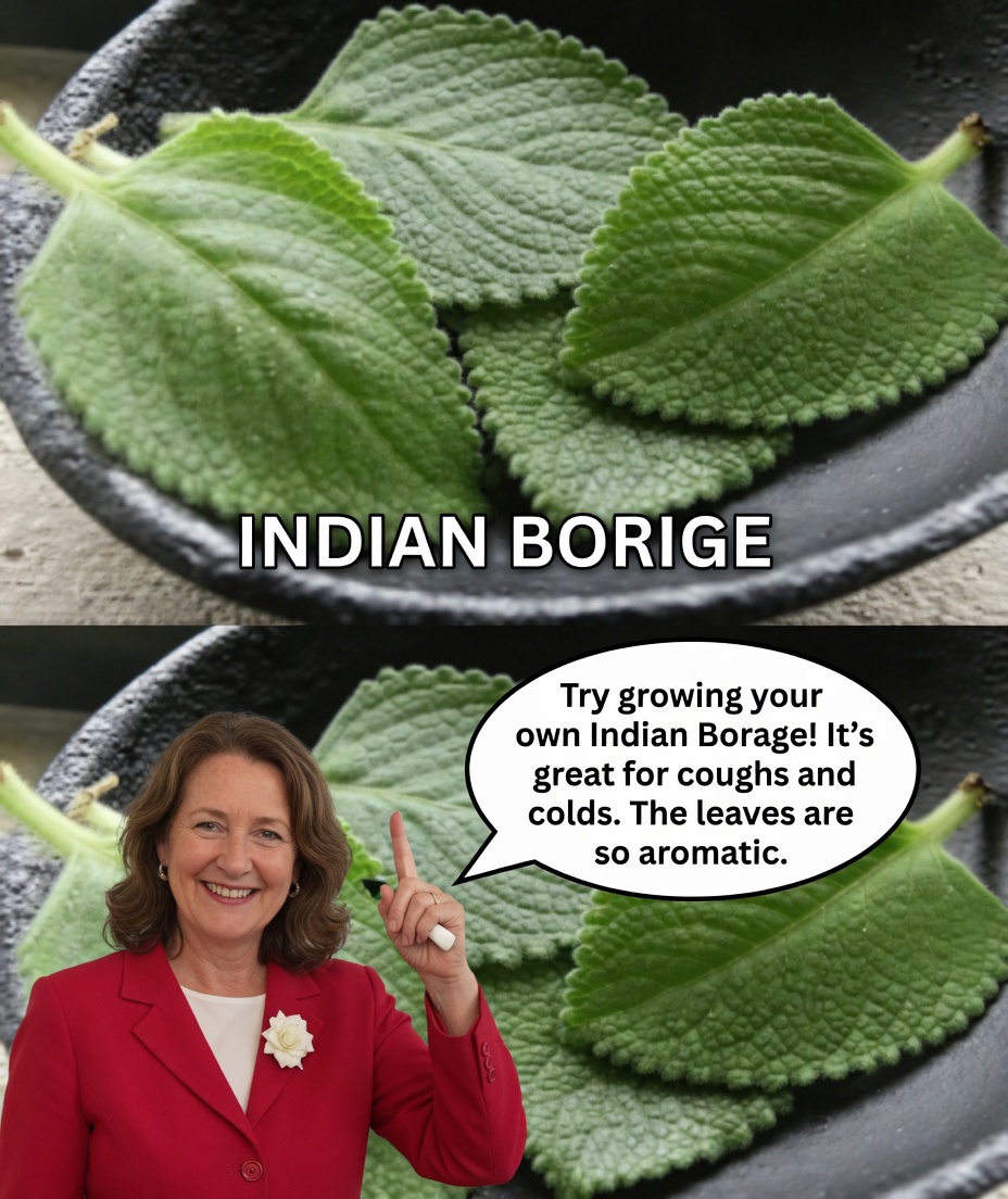 Discover Oregano Orejón: The Little-Known Herb That May Help Support Healthy Eyesight in Daily Life