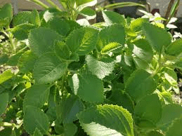 Discover Oregano Orejón: The Little-Known Herb That May Help Support Healthy Eyesight in Daily Life