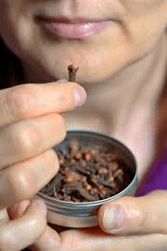 The Daily Ritual: 20 Surprising Benefits of Chewing Cloves for Whole-Body Wellness