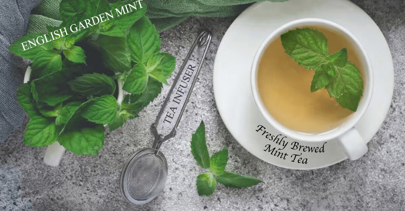 Discover 6 Powerful Herbs That Can Help You Naturally Support Your Daily Health and Wellness