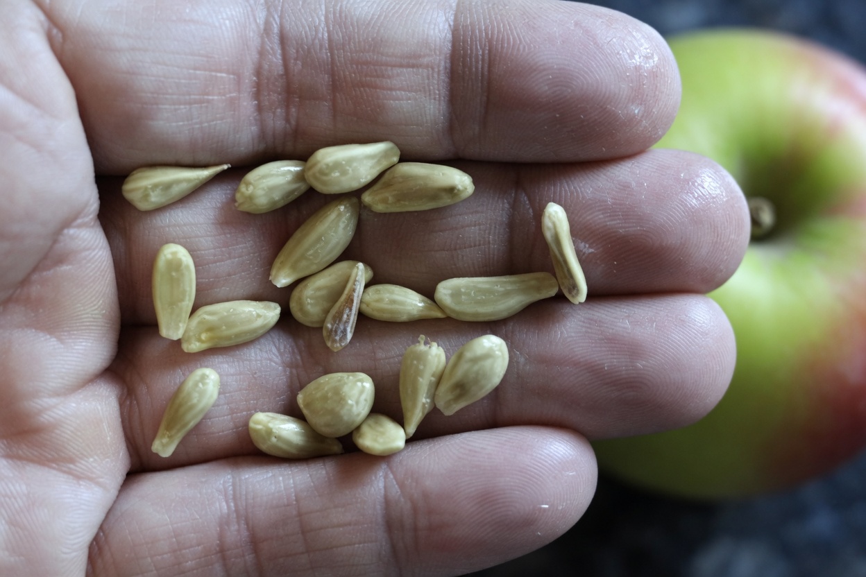 What Everyone Should Know About Lemon Seeds: Their Hidden Benefits, Nutritional Properties, and Practical Uses