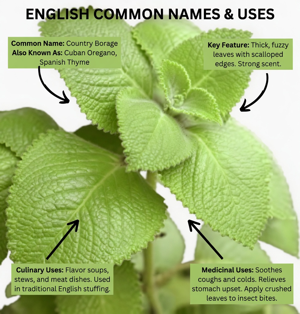 Oregano Orejón: Just 1 Leaf a Day to Support Your Health Naturally