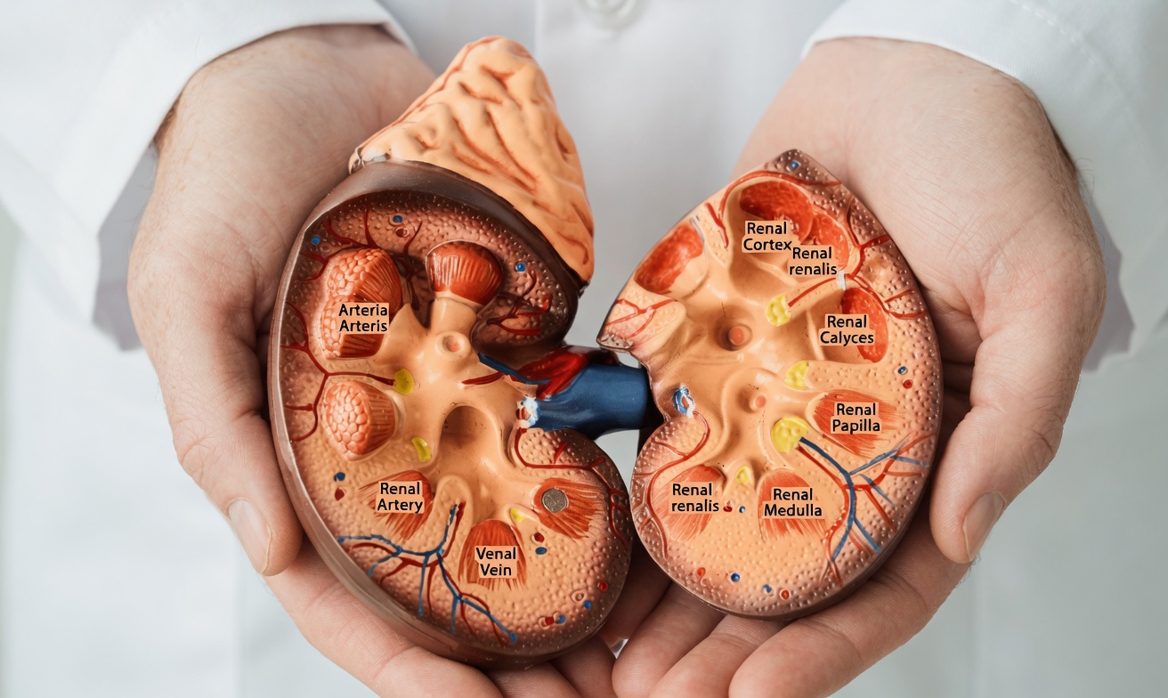 10 Everyday Habits That Are Quietly Harming Your Kidneys – And How to Protect Them