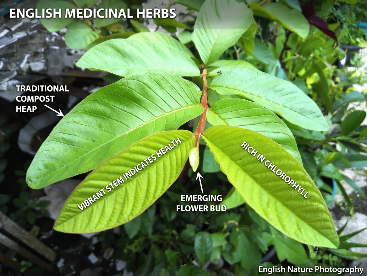 1 Leaf That Lowers Blood Sugar, Melts Fat & Clears Arteries FAST – The Shocking Science Behind Nature’s Hidden Powerhouse