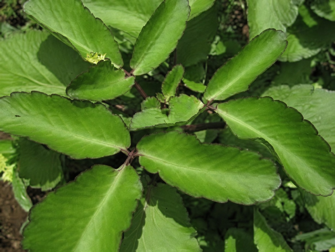 Leaf of Life – The Healing Plant Growing in Your Backyard That Big Pharma Prays You’ll Never Notice