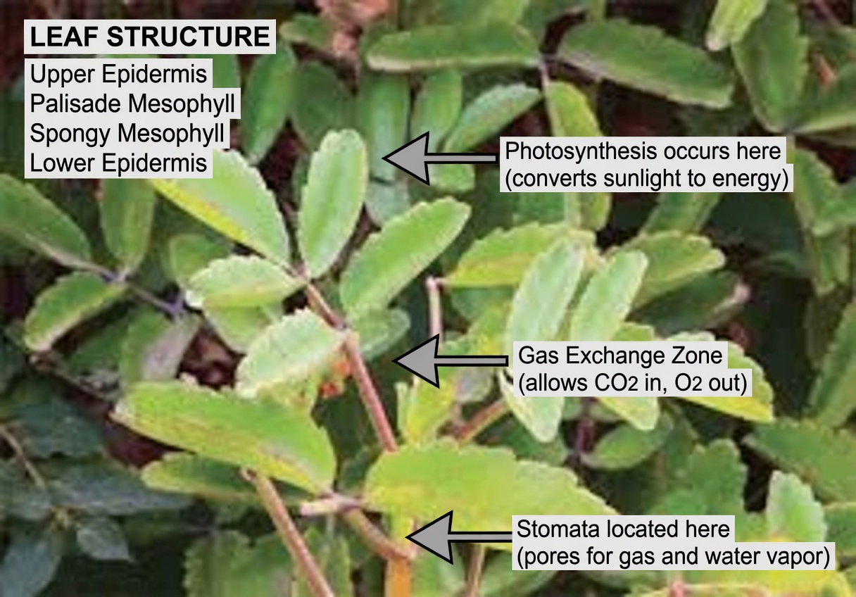 Leaf of Life – The Healing Plant Growing in Your Backyard That Big Pharma Prays You’ll Never Notice