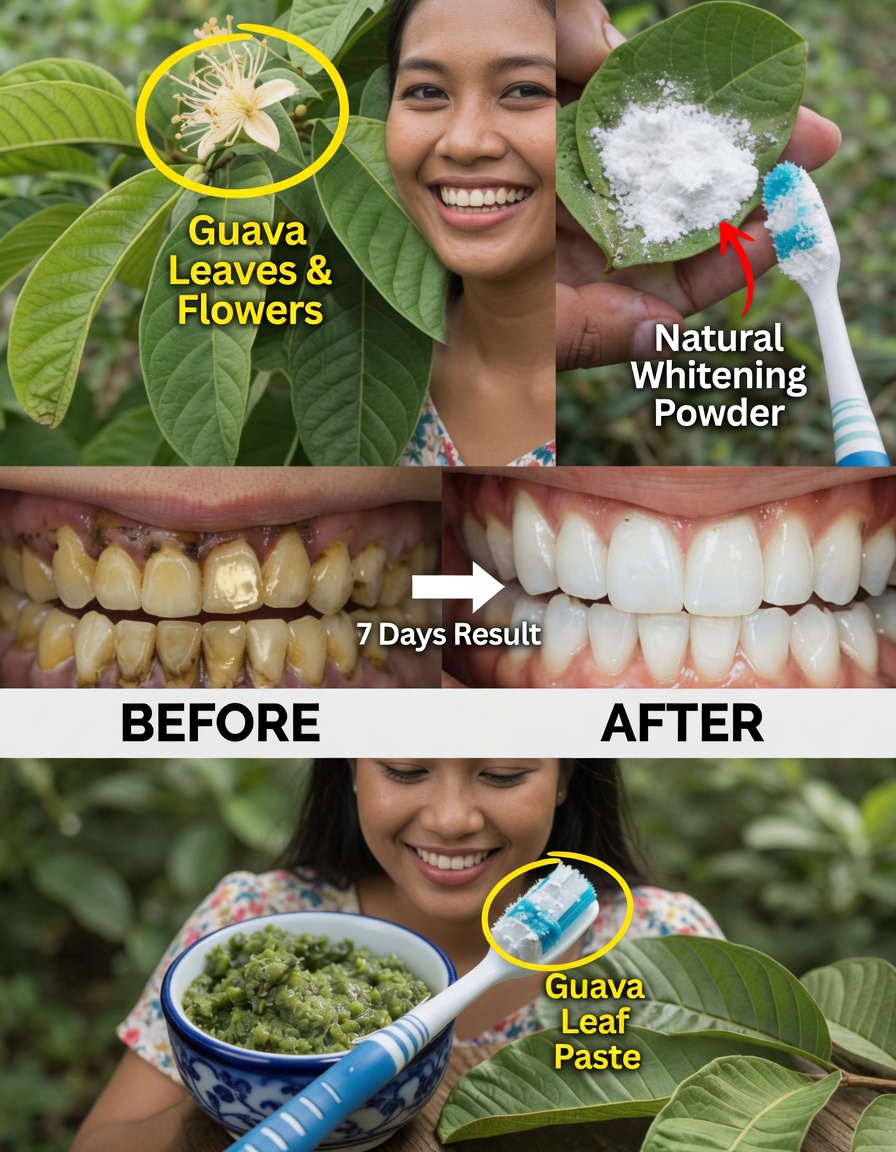 Top 3 Simple Ways Guava Leaves May Help Soothe Tooth Decay and Toothache Symptoms