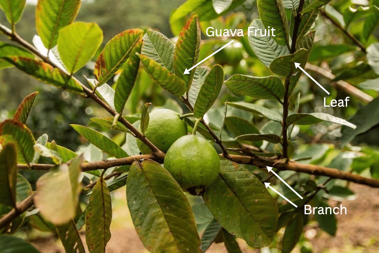 Top 3 Simple Ways Guava Leaves May Help Soothe Tooth Decay and Toothache Symptoms