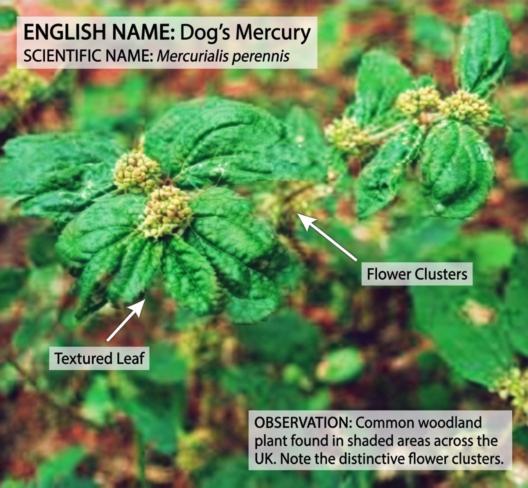 Why Traditional Healers Have Cherished This Common Garden Weed for Eye Comfort for Centuries: The Surprising Story of Euphorbia hirta