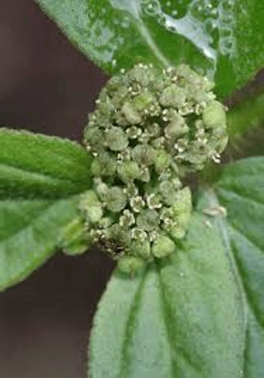 Why Traditional Healers Have Cherished This Common Garden Weed for Eye Comfort for Centuries: The Surprising Story of Euphorbia hirta