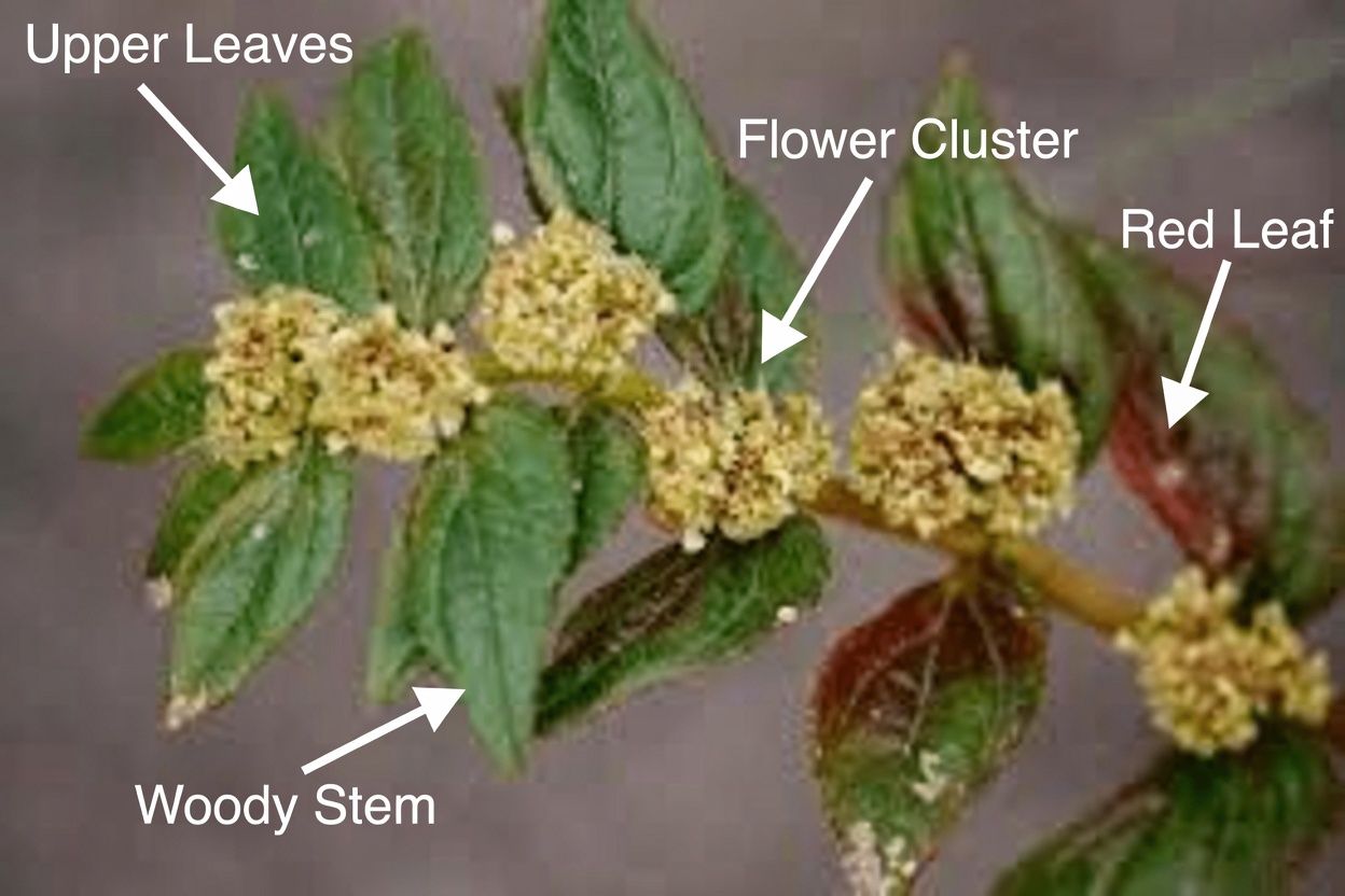 Why Traditional Healers Have Cherished This Common Garden Weed for Eye Comfort for Centuries: The Surprising Story of Euphorbia hirta