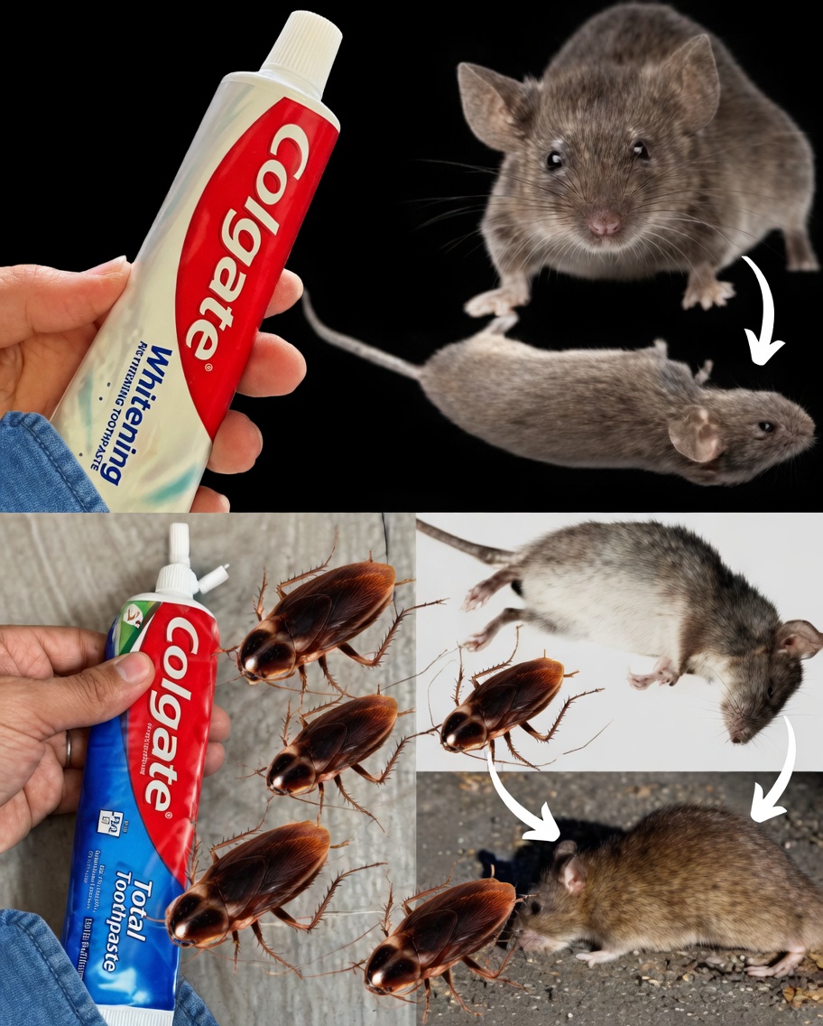 Stop Wasting Money on Pest Poisons: Can Toothpaste Really Help Keep Mice, Cockroaches, and Ants Away?