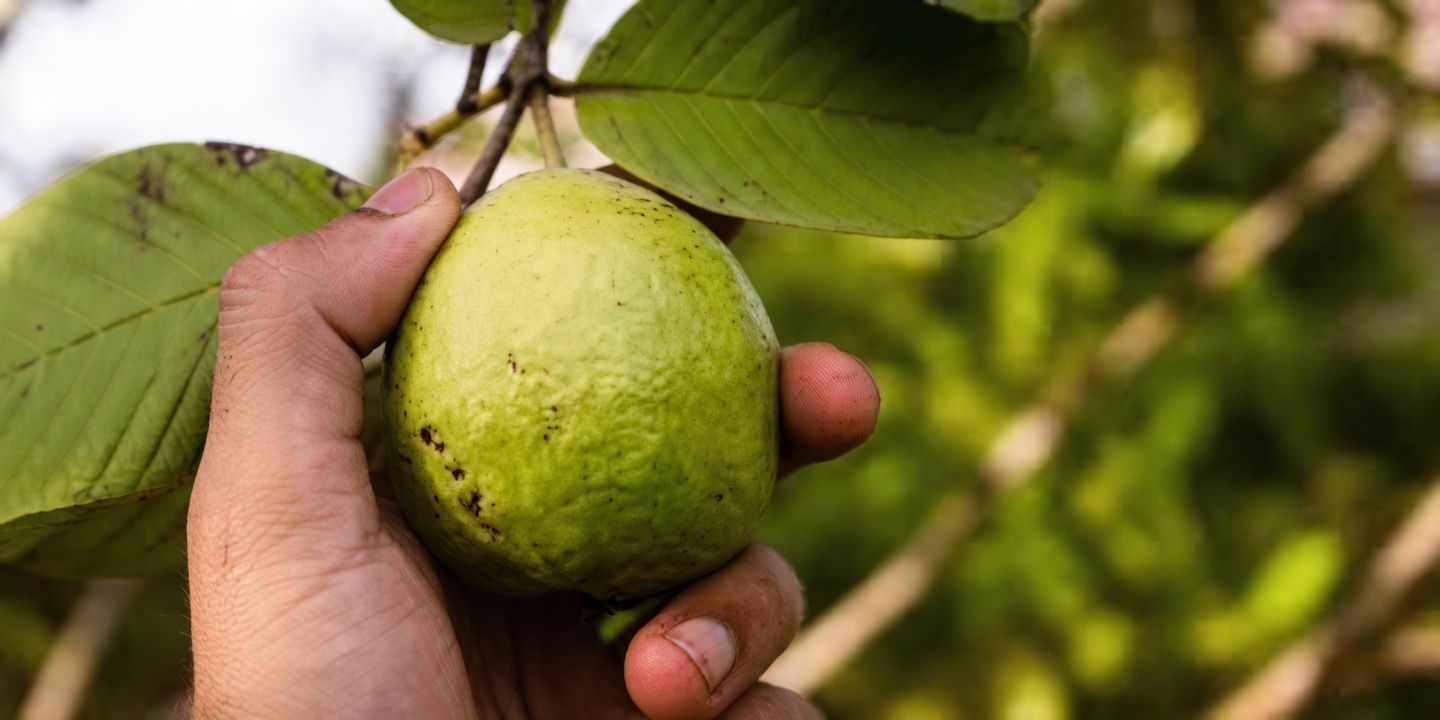 How Guava May Naturally Support Eye Health for People Over 50