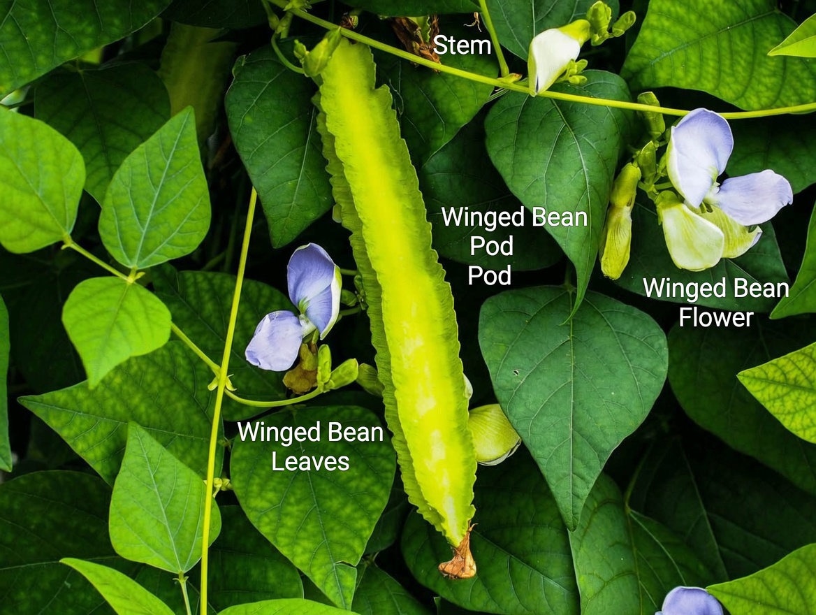 The Winged Bean Secret: A Simple Vegetable With Big Benefits for Eyes, Immunity, and Heart Health