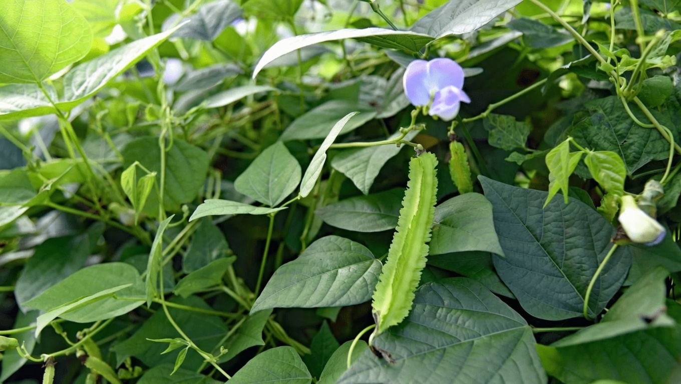 The Winged Bean Secret: A Simple Vegetable With Big Benefits for Eyes, Immunity, and Heart Health