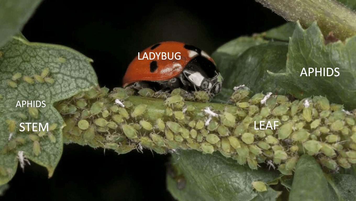 How to Naturally Get Rid of Aphids in Your Garden Quickly with Simple Home Remedies