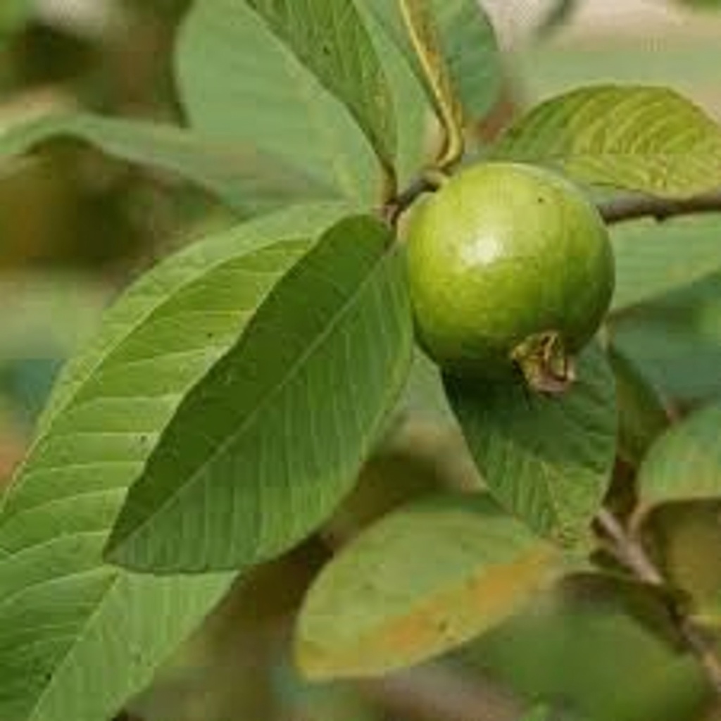 Simple Natural Tips to Incorporate Fresh Guava Leaves into Your Daily Oral Hygiene Routine for Better Freshness
