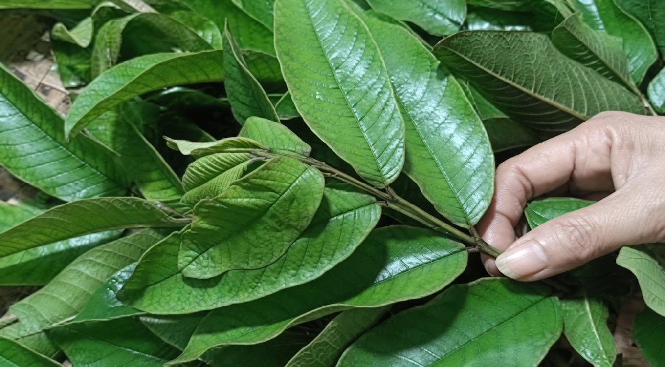 Simple Natural Tips to Incorporate Fresh Guava Leaves into Your Daily Oral Hygiene Routine for Better Freshness