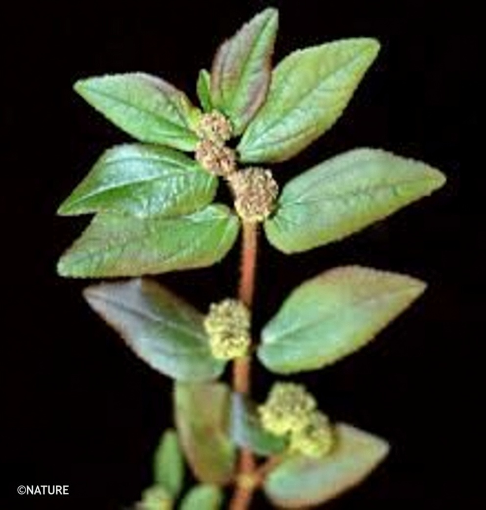 Don’t Ignore This Common Weed: Exploring Big-Leaf Milkweed’s Traditional Role in Supporting Eye Comfort