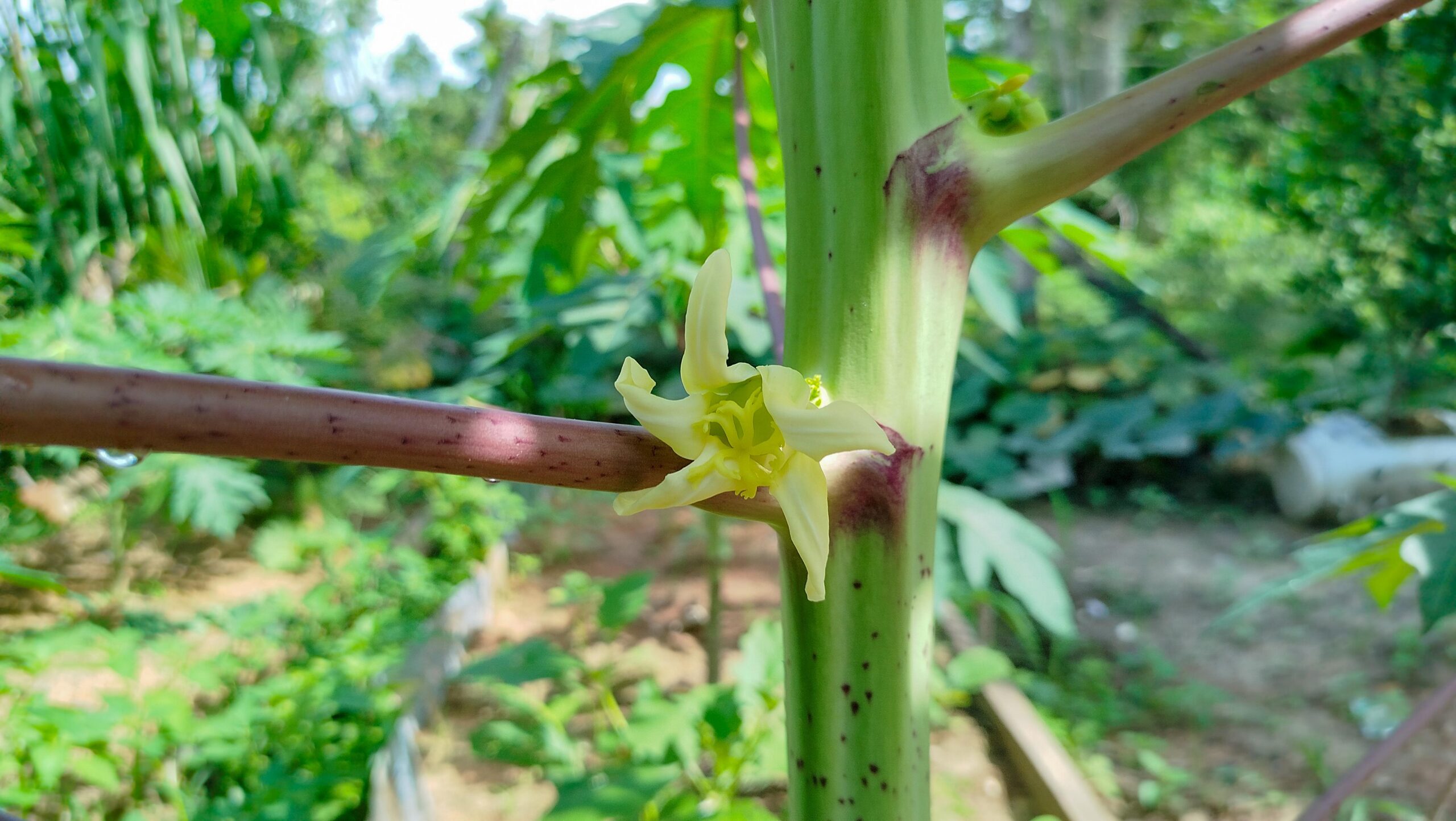 Explore 17 Ways Papaya Flowers May Support Your Health After Turning 30