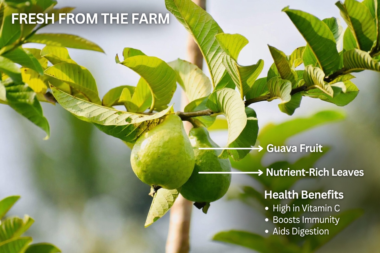 3 Simple Leaves That Support Stable Blood Sugar, Help Burn Fat, and Clear Arteries: The Hidden Natural Power You Need