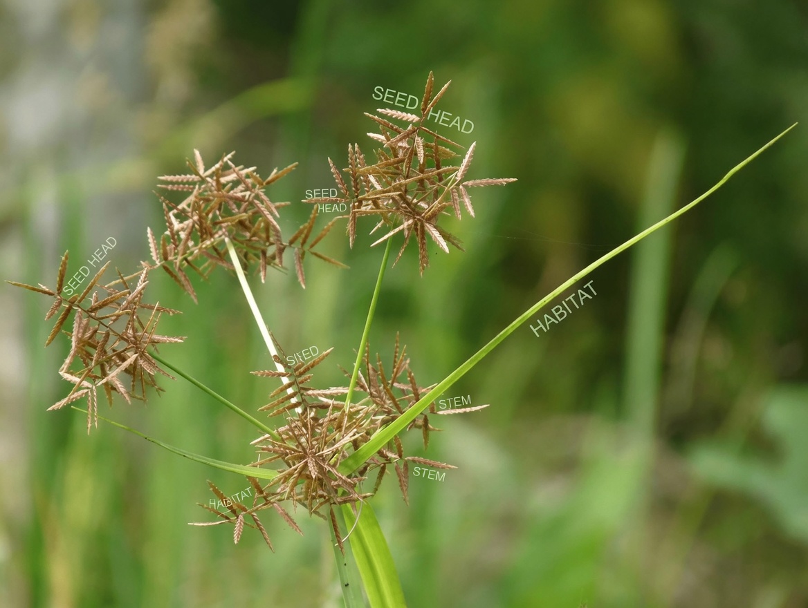 The Hidden Herb: Ancient Healers Protected Nutgrass—Could It Be the Ultimate Secret to Natural Health?