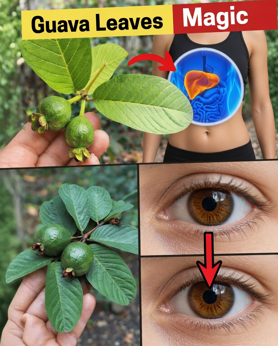 17 Surprising Benefits of Guava Leaves You Never Knew About – The Overlooked Natural Powerhouse Transforming Health for Americans Over 40