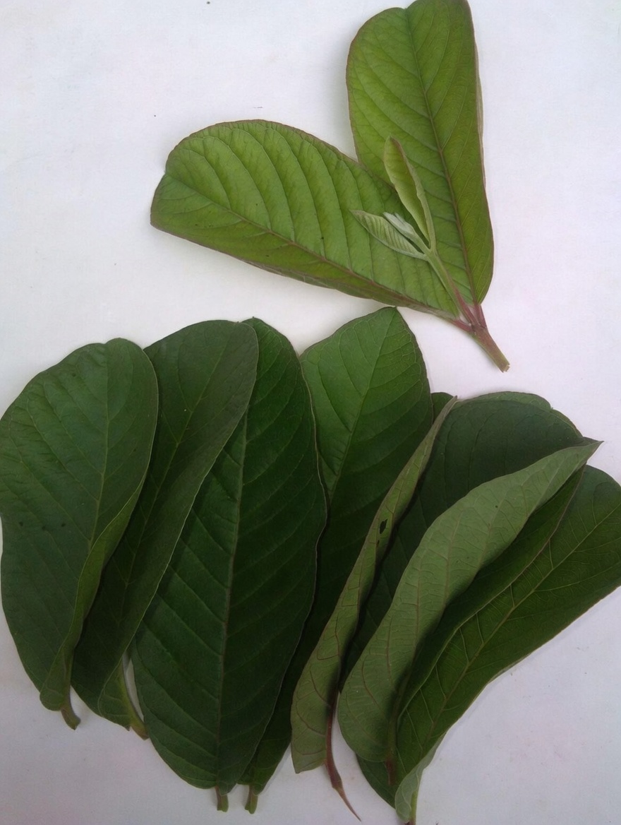 17 Surprising Benefits of Guava Leaves You Never Knew About – The Overlooked Natural Powerhouse Transforming Health for Americans Over 40