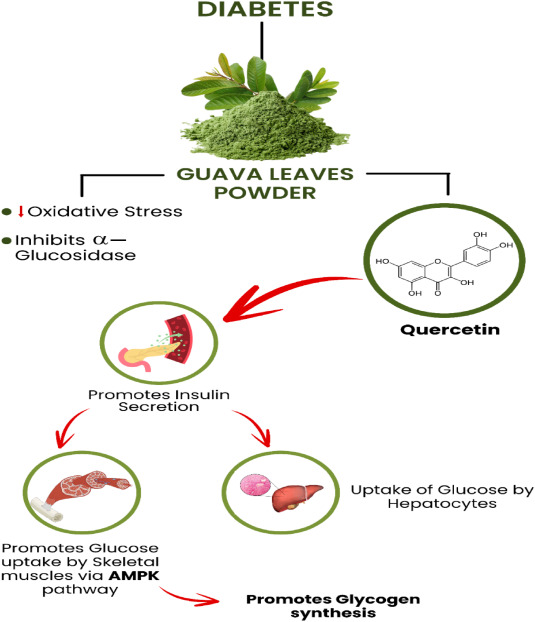 17 Surprising Benefits of Guava Leaves You Never Knew About – The Overlooked Natural Powerhouse Transforming Health for Americans Over 40