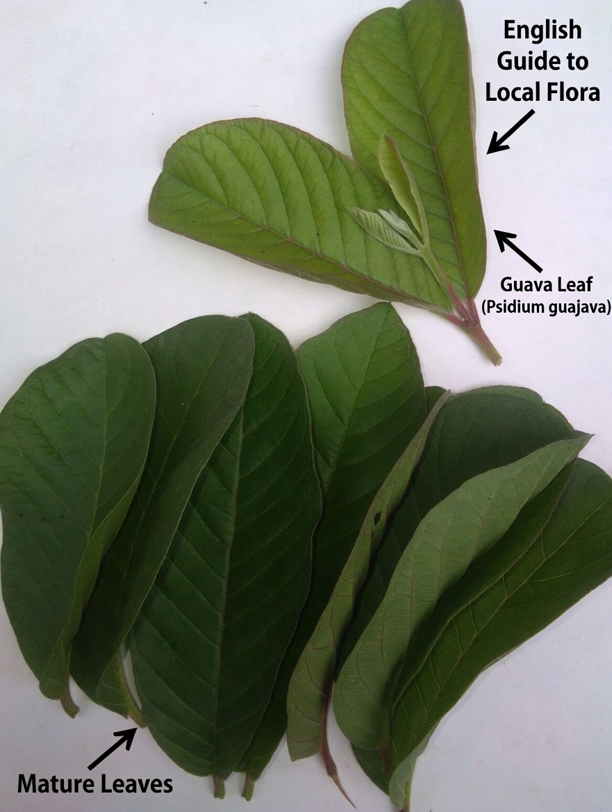 17 Surprising Benefits of Guava Leaves You Never Knew About – The Overlooked Natural Powerhouse Transforming Health for Americans Over 40