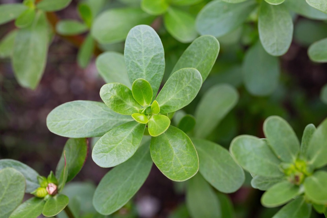Purslane: A Nutrient-Rich Plant with Numerous Benefits