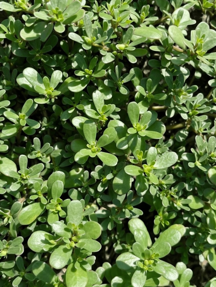 Purslane: A Nutrient-Rich Plant with Numerous Benefits