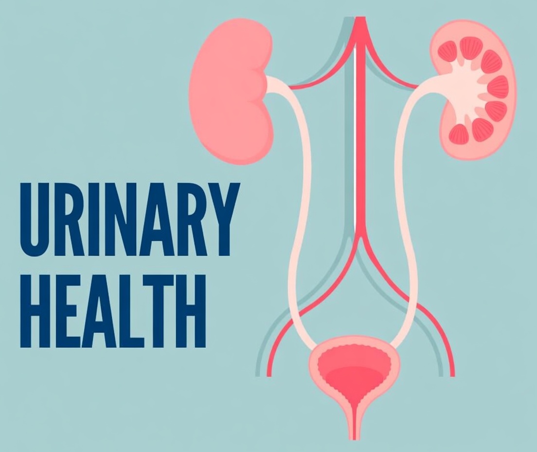 Onion and Onion Skins: A Gentle Natural Approach to Prostate and Bladder Wellness