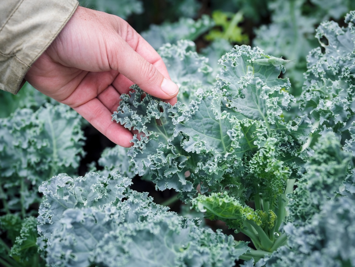 5 Essential Leaves to Naturally Improve Your Eye Health