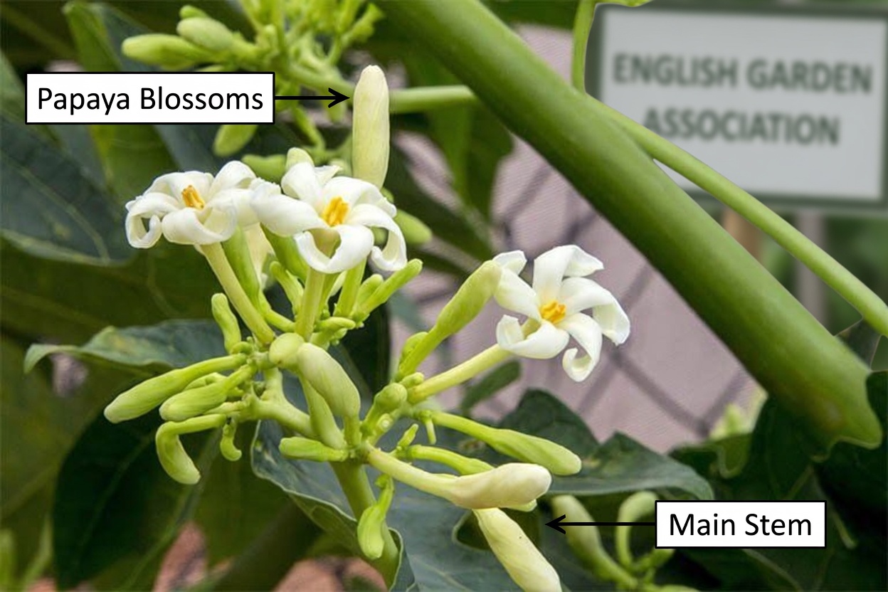 The Family Wellness Secret You’ve Never Heard Of: Papaya Flower Honey for Digestive Comfort, Immunity & More