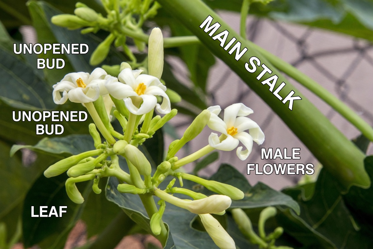 The Family Wellness Secret You’ve Never Heard Of: Papaya Flower Honey for Digestive Comfort, Immunity & More