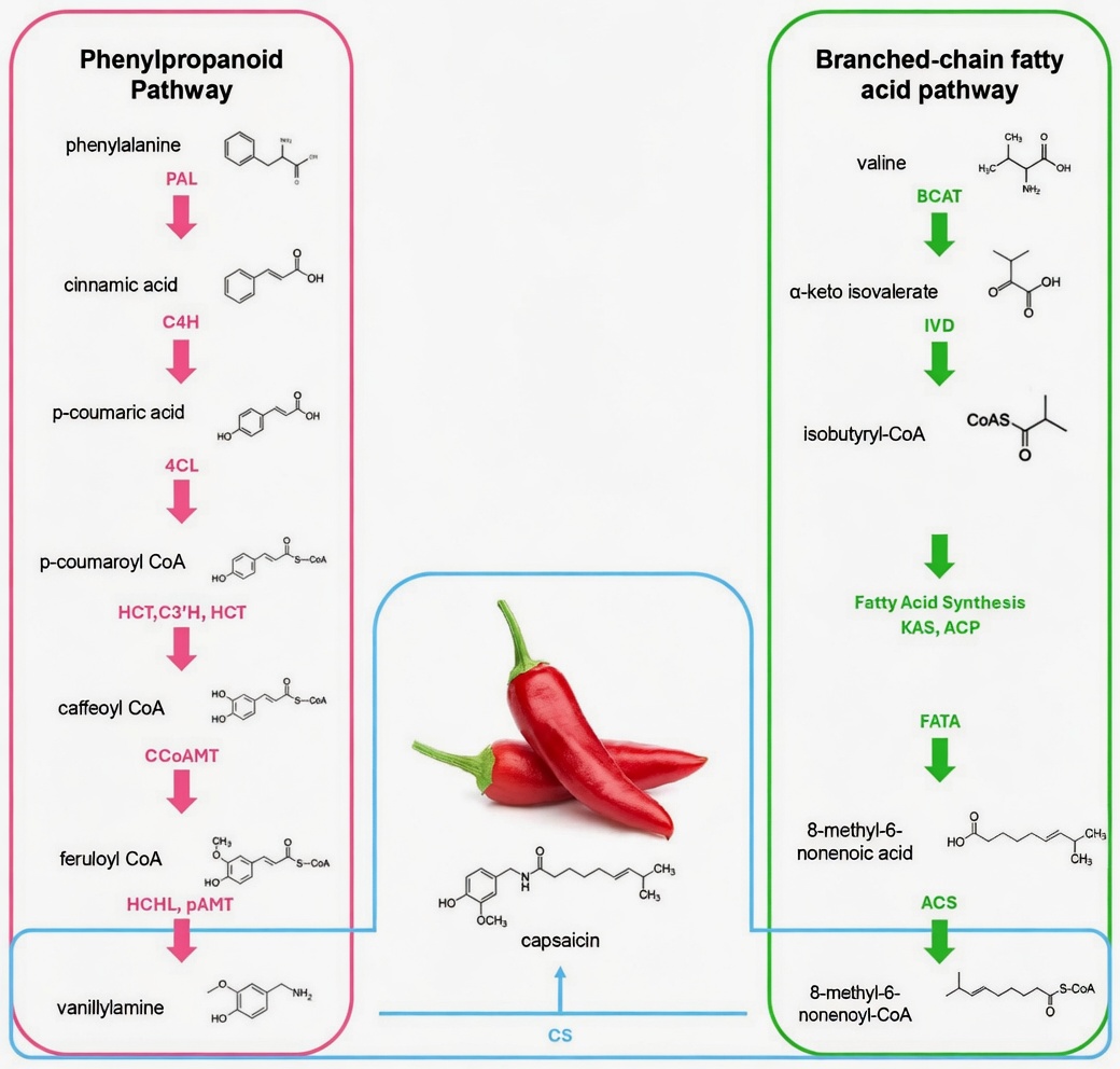 Seniors, Eat THIS Before Bed to Increase Blood Flow and Circulation in Your Legs and Feet Within 24 Hours!