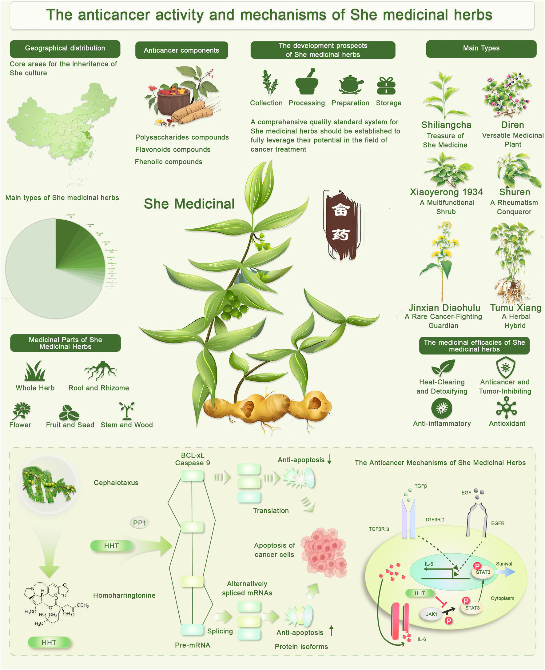 The Leaf That “Supports Cancer in 24 Hours”: What Science Really Says