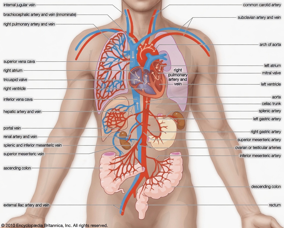 Older Adults: Simple Ways to Improve Daily Hydration with Magnesium for Better Circulation