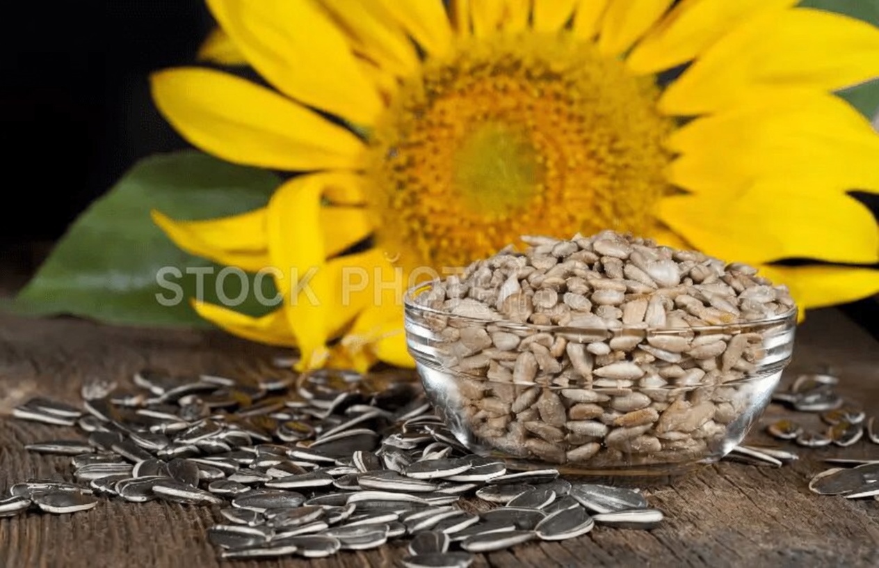 Regain Strength After 70 with Protein-Rich Seeds: A Simple, Realistic Plan