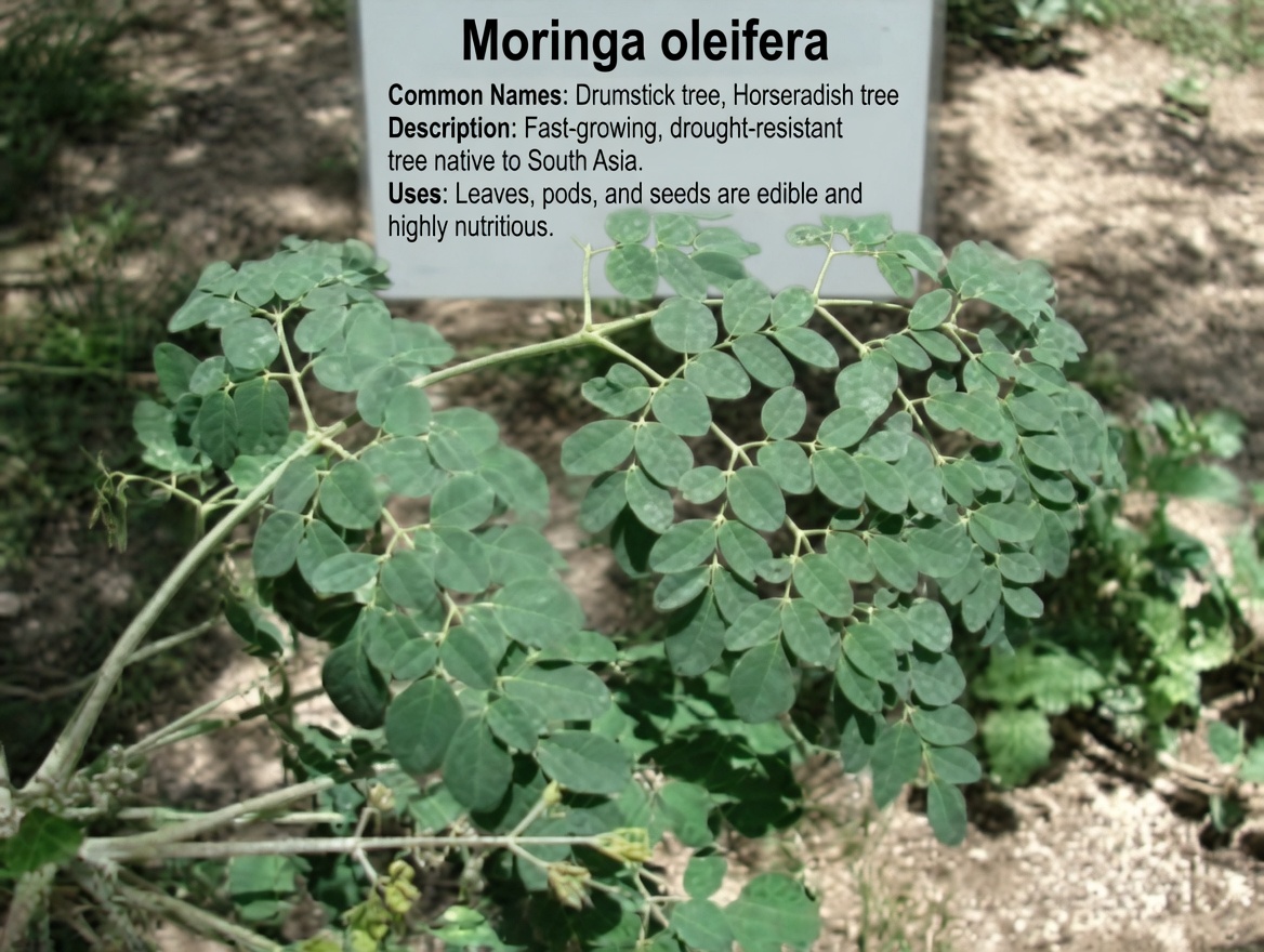 Miracle Alert! 1 Leaf That May Support Healthy Blood Sugar, Cholesterol, and a Trim Waist