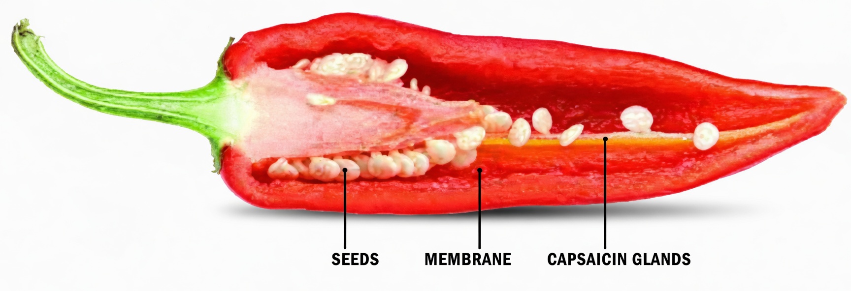 Capsaicin Stops Heart Attacks and Destroys Cancer Cells