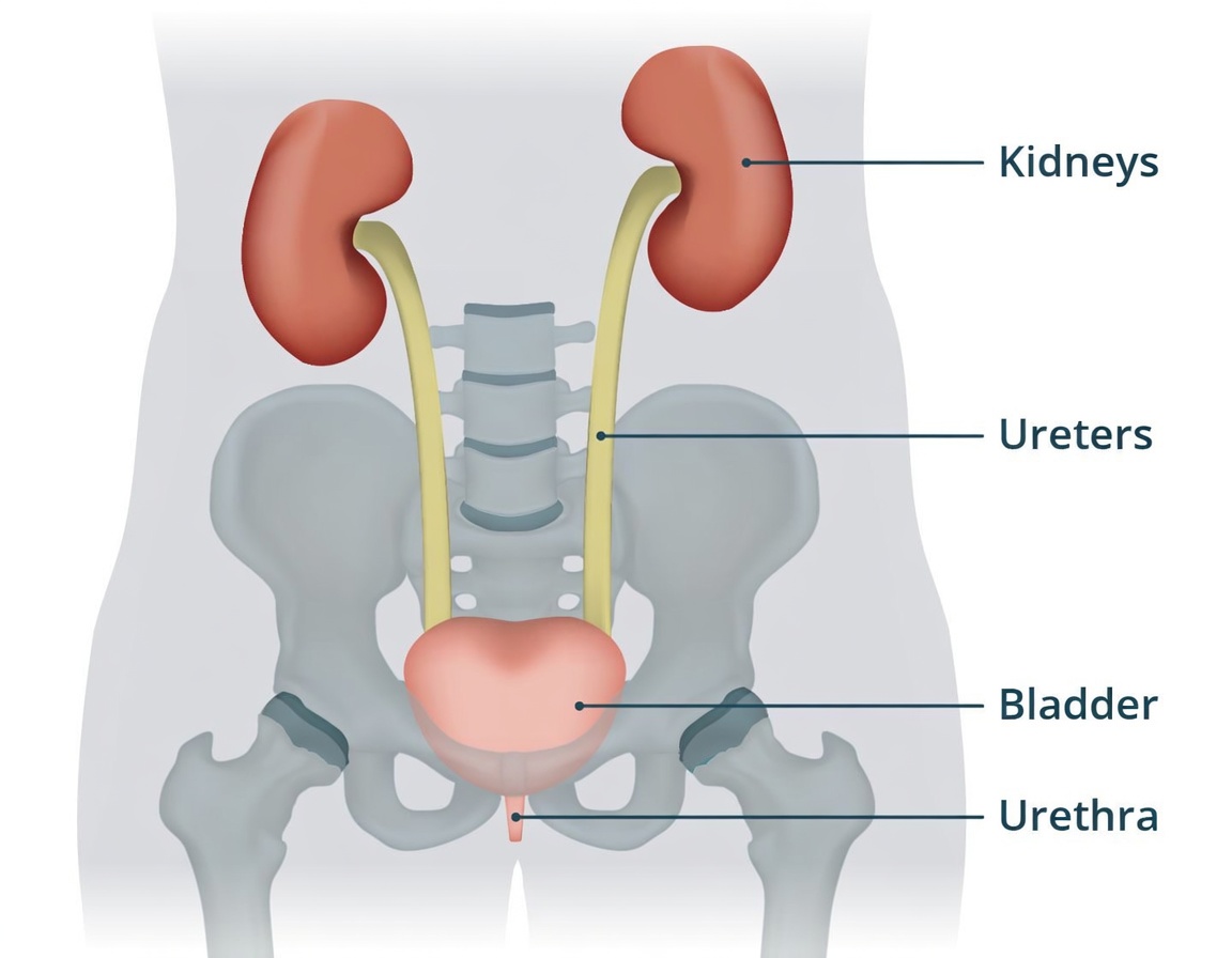Why Urinating After Sex Is a Simple Habit That Supports Your Urinary Tract Health